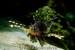 Lionfish from Mauritius by Petra Dolezalova 